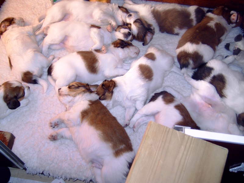 Puppies